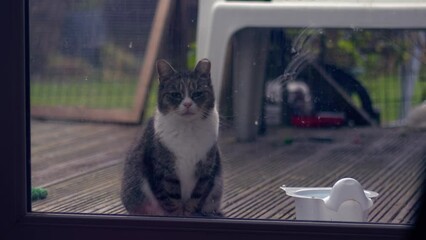 Lonely cat looks inside from window to come inside 
