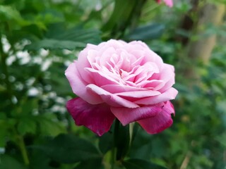 pink rose