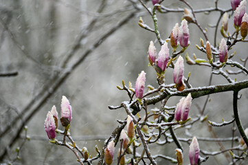 Magnolia buds with snow