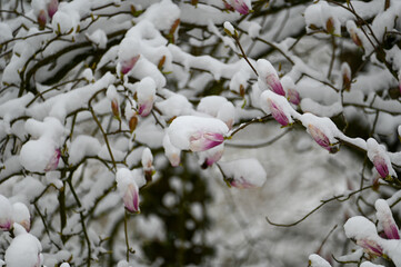 Magnolia buds with snow