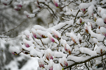 Magnolia buds with snow