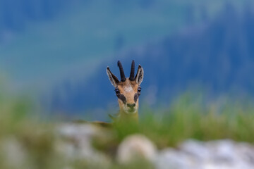 Chamois, Rupicapra rupicapra, hiding behind a mountain side, starring at the camera. Wildlife scene with animal. Beautiful species of wild goat from the Alps, in its natural alpine habitat