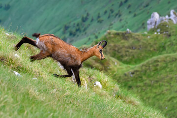 Chamois or Rupicapra rupicapra, a majestic species of wild goat from the Alps, in its natural...