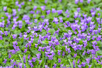 Flower bed with Common violets (Viola Odorata) flowers in bloom, traditional easter flowers, flower background, easter spring background. Close up macro photo, selective focus