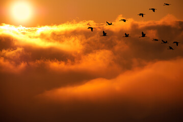 Beautiful sunset / sunrise cloudy sky with dramatic light, colorful clouds and a flock of migratory birds flying on bright golden shades landscape background. Vivid sky airplane view above clouds