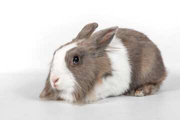 Portrait of a gray rabbit on a white background.