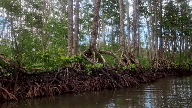 Canoe Ride Along The Philippine Mangroves 