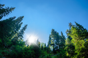 Healthy green trees in a forest of old spruce, fir and pine trees in wilderness of a national park. Sustainable industry, ecosystem and healthy environment concepts and background