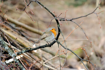The European Robin (Erithacus rubecula) or robin redbreast is a small insectivorous passerine bird that belongs to the chat subfamily of the Old World flycatcher family. Robin standing on tree branch