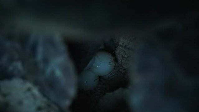 sea turtle laying eggs in its nest near sea shore 