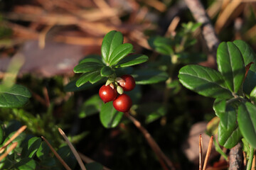 Tasty ripe lingonberries growing on sprig outdoors