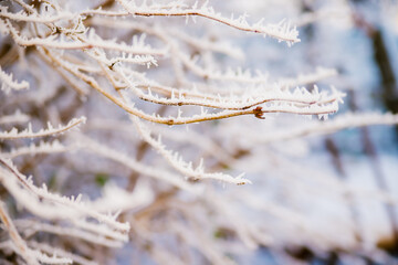 Tree branches in winter. Covered with frost and snow. Beauty is in nature. The forest in December. Background or texture.