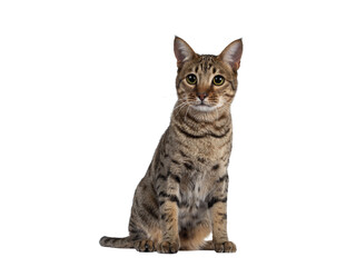 Beautiful golden brown spotted young adult cat, sitting slightly side ways. Looking beside camera with big eyes. Isolated cutout on trabsparent background.