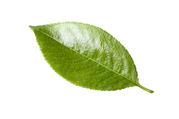 Fototapeta na wymiar Single green leaf, isolated on white background