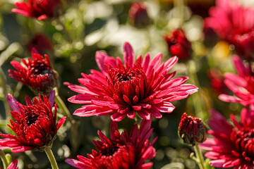 beautiful bushes of chrysanthemum flowers red colors