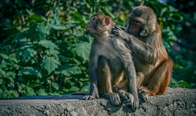 monkeys dating