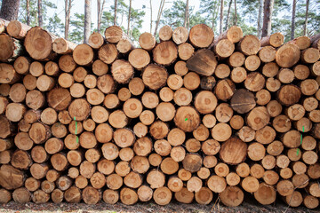 Holzarbeit im Wald