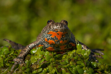 European fire-bellied toad, bombina bombina
