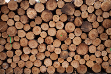 Fototapeta premium Holzfällung