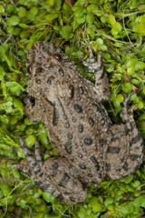 European fire bellied toad, Bombina bombina