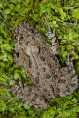 European fire bellied toad, Bombina bombina