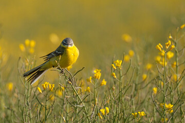 yellow wagtail on rape field