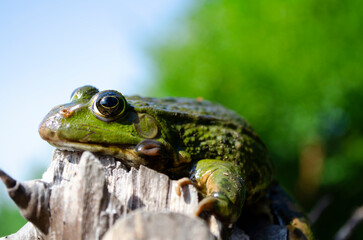 Edible frog, Pelophylax esculentus also known as the common water frog or green frog, European dark-spotted, European black-spotted pond, and European black-spotted frog.