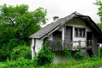 Obraz premium Old house grown with leafs