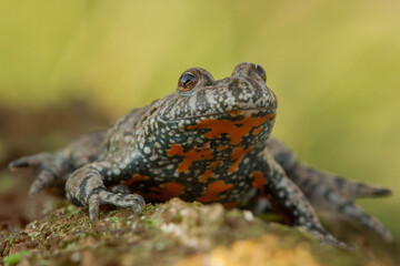 fire-bellied toad, bombina bombina