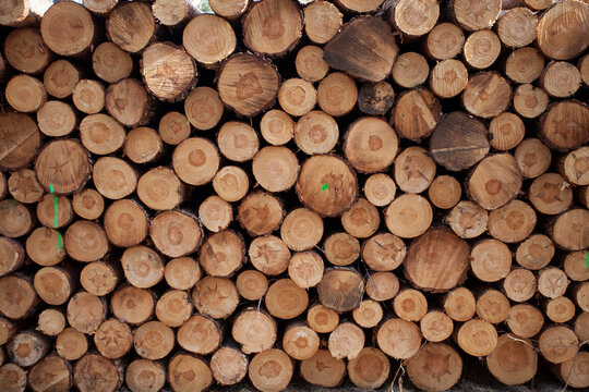 Holzf&auml;llung