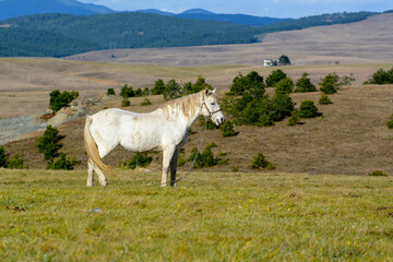 Wilde horse in the highlands