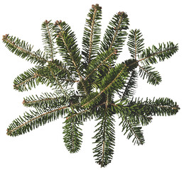 Top view of green fir tree spruce branch with needles isolated on white background . Pine branch. Christmas fir.