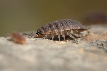 common woodlouse, Oniscus
asellus