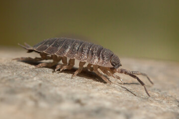 common woodlouse, Oniscus
asellus