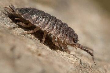 common woodlouse, Oniscus
asellus