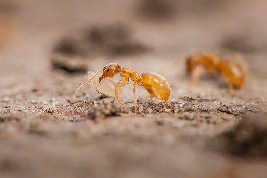 Ant Ergate With A Larva