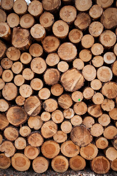 Holzwirtschaft