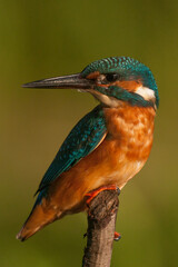 kingfisher portrait, alcedo atthis