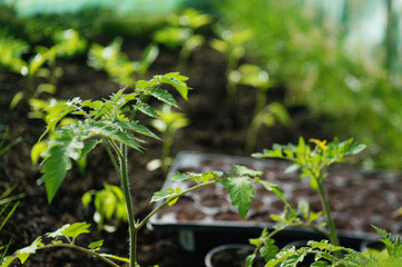 Tomato bushes grow in a greenhouse