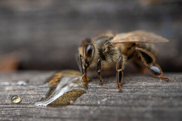 Close up Macro Photography of Bee licking Honey