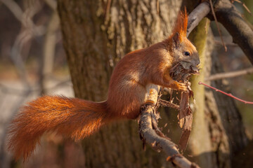 red squirrel collecting nest material