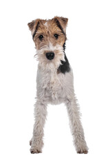 Cute Fox Terrier dog pup standing facing front. Looking at camera with curious dark eyes. Isolated cutout on transparent background.