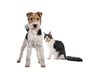 Cute Fox Terrier dog pup standing facing front. Looking at camera with curious dark eyes. Isolated cutout on transparent background. Maine Coon cat photobomb in background.