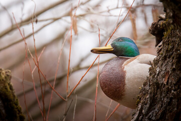 mallard duck in the forest