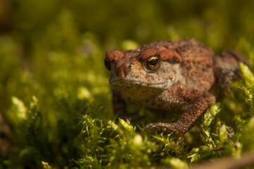 common toad frog on the ground, bufo bufo, orange frog portrait
