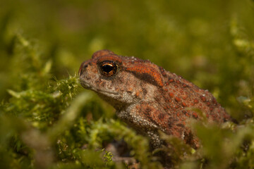 baby toad in the moss, bufo bufo