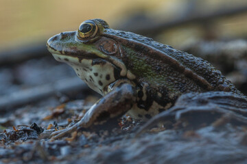 frog on the ground