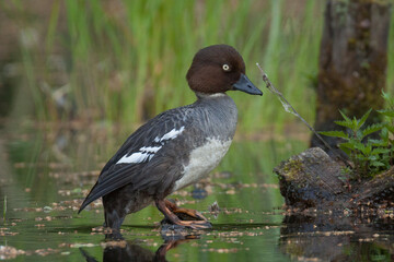 goldeneye female, bucephala clangula