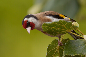 goldfinch on a tree, carduelis carduelis