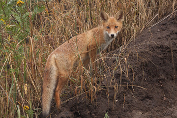 young red fox in the wild
